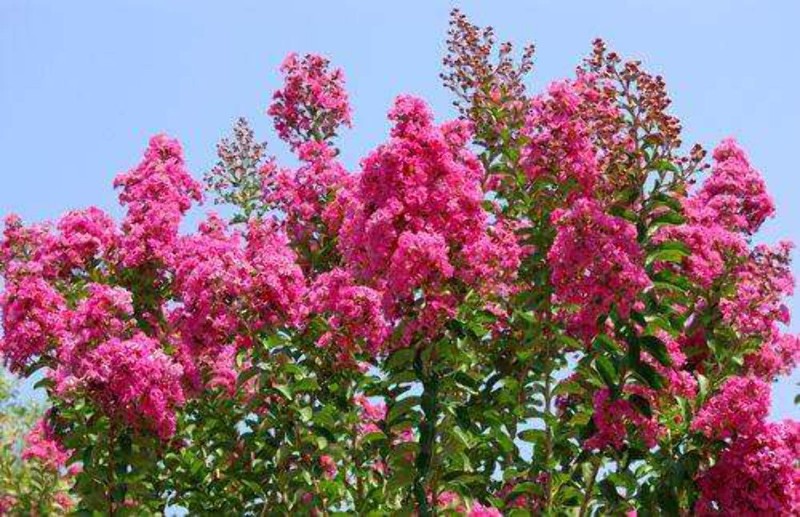 Cotton Candy Passion™ Crape Myrtle: Sweet and Vibrant Blooms gallery