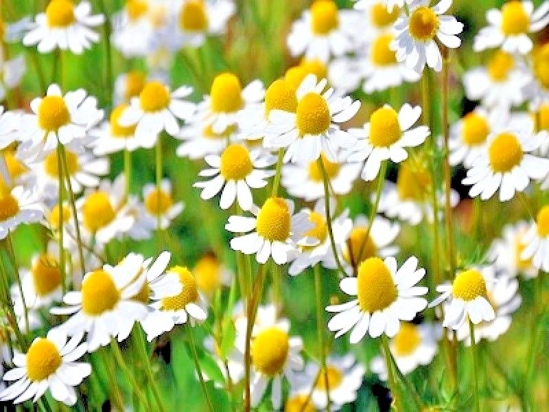 2000+Common German CHAMOMILE Flower Seeds Organic Herb Tea Garden Container Easy gallery
