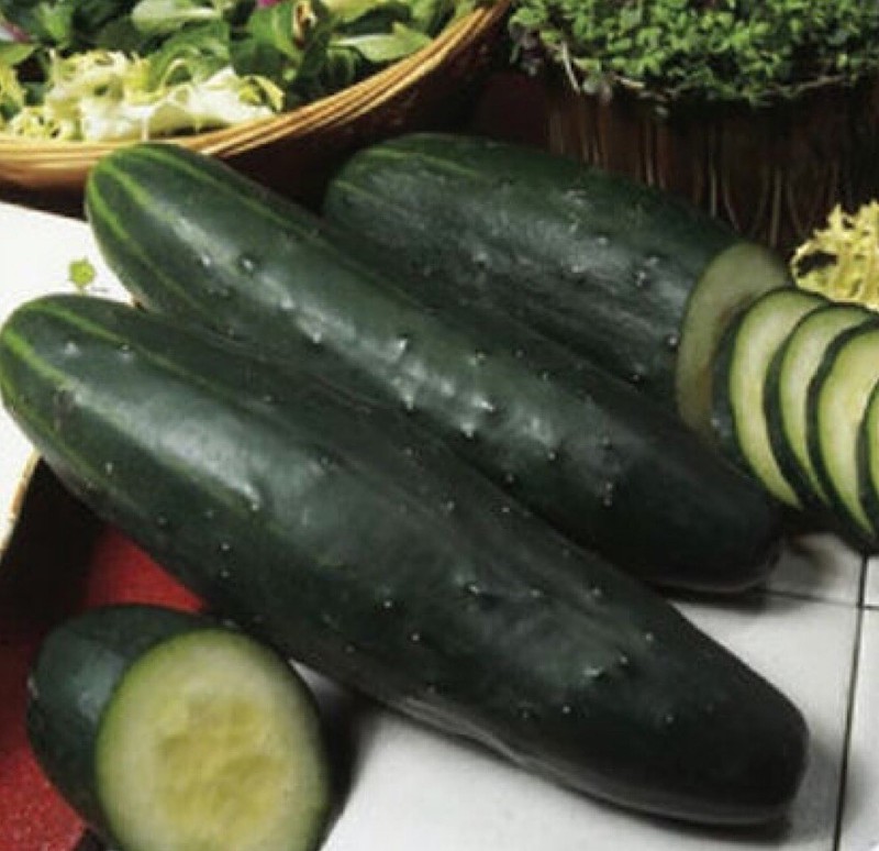 50+ Cucumber Seeds - Marketer | Vegetable Garden Pickling NON-GMO USA gallery
