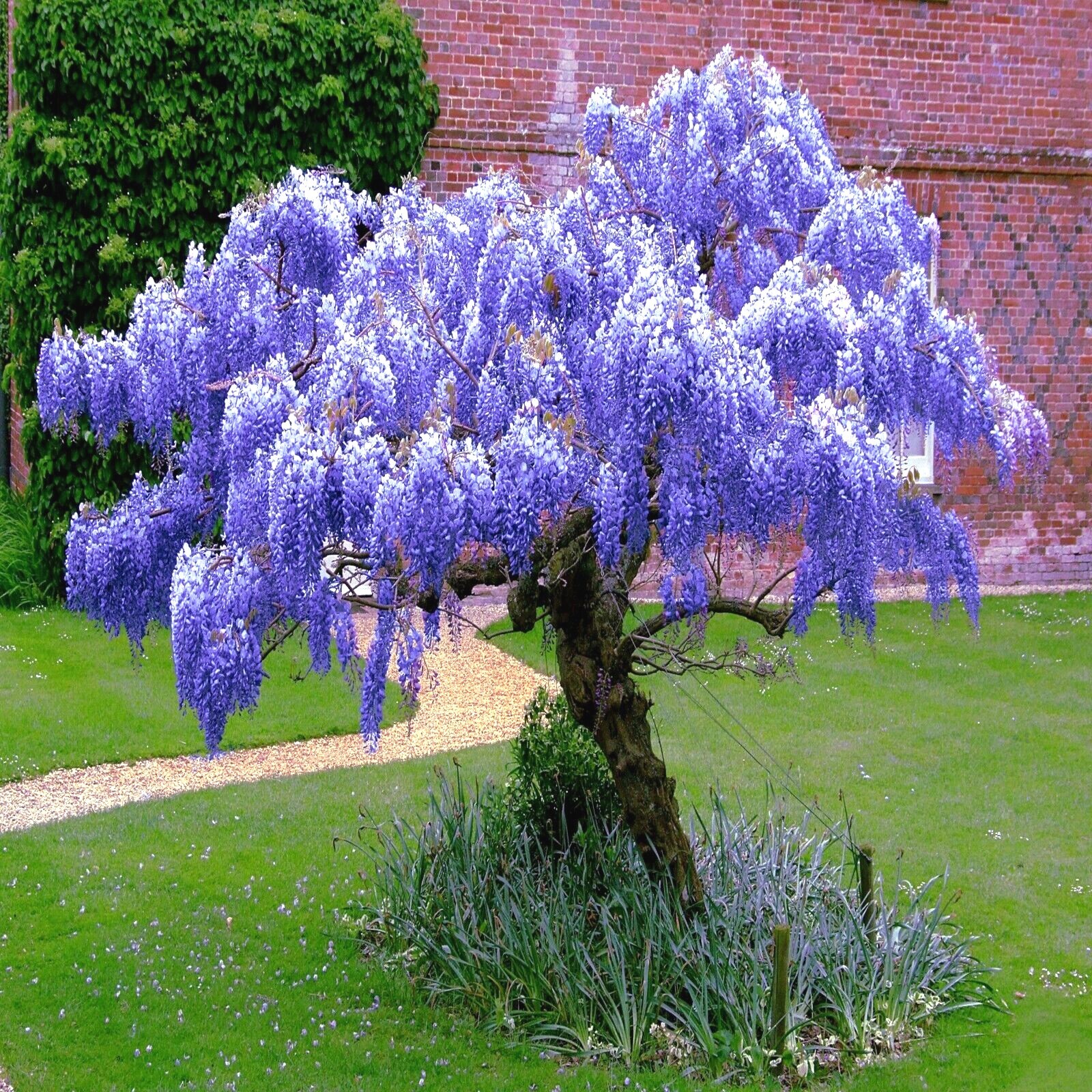 5 Chinese Blue Wisteria sinensis Tree Seeds Fast Climber Flower Vine Hardy Plant gallery