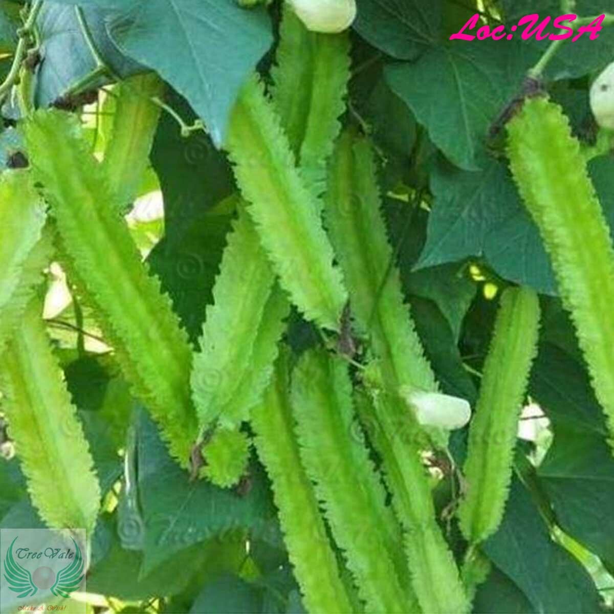 WINGED BEAN SEEDS, ĐẬU RỒNG, DARA DHAM BALA manila GOA, DRAGON BEAN SEEDS gallery