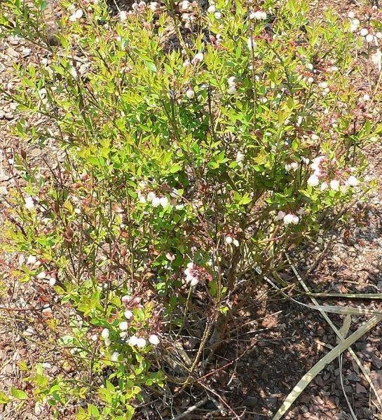 Vaccinium myrsinites | Florida Evergreen Blueberry | Shiny Blueberry | 20 Seeds gallery