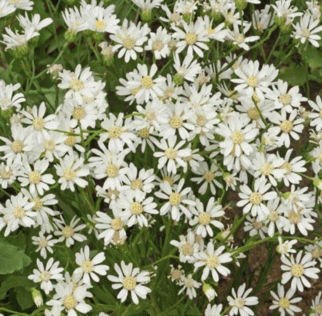 ASTER, WHITE UPLAND Perennial Xeriscape Full Sun Fall Blooms Non-GMO 200 Seeds gallery