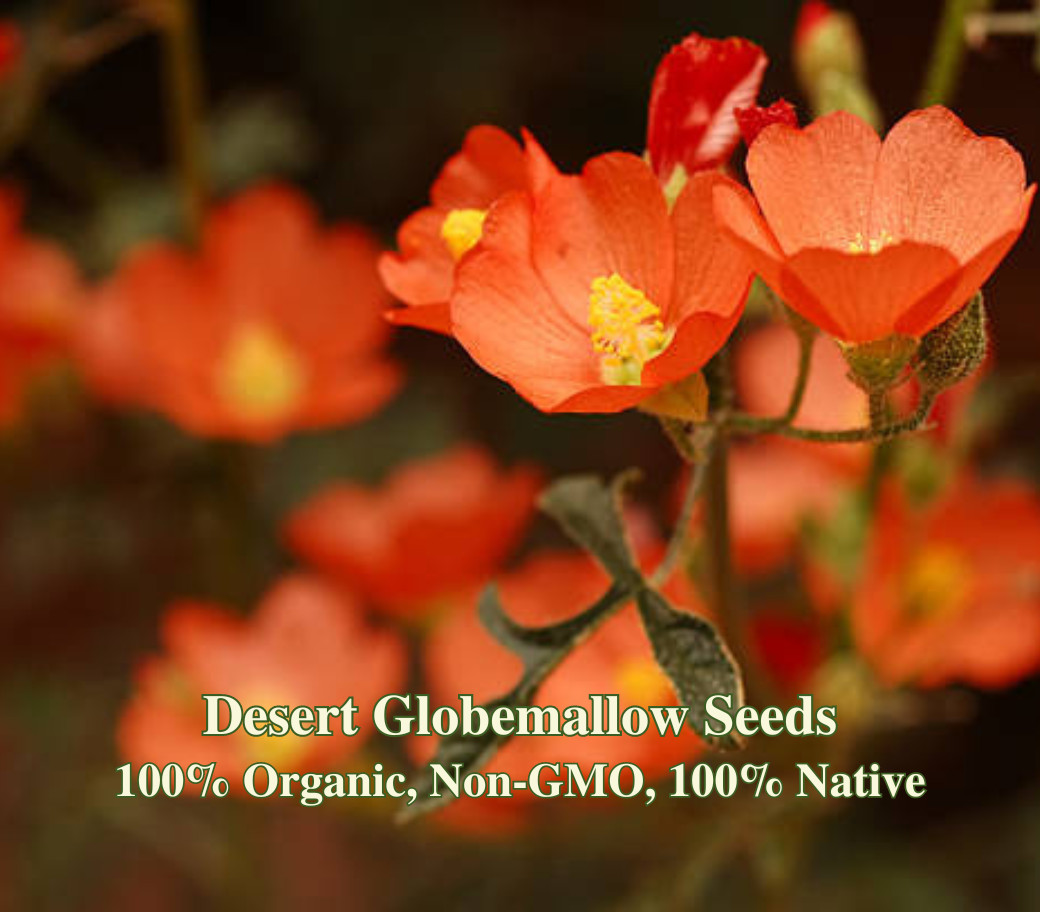 Desert Globemallow Seeds - California Native Flower - Sphaeralcea ambigua gallery