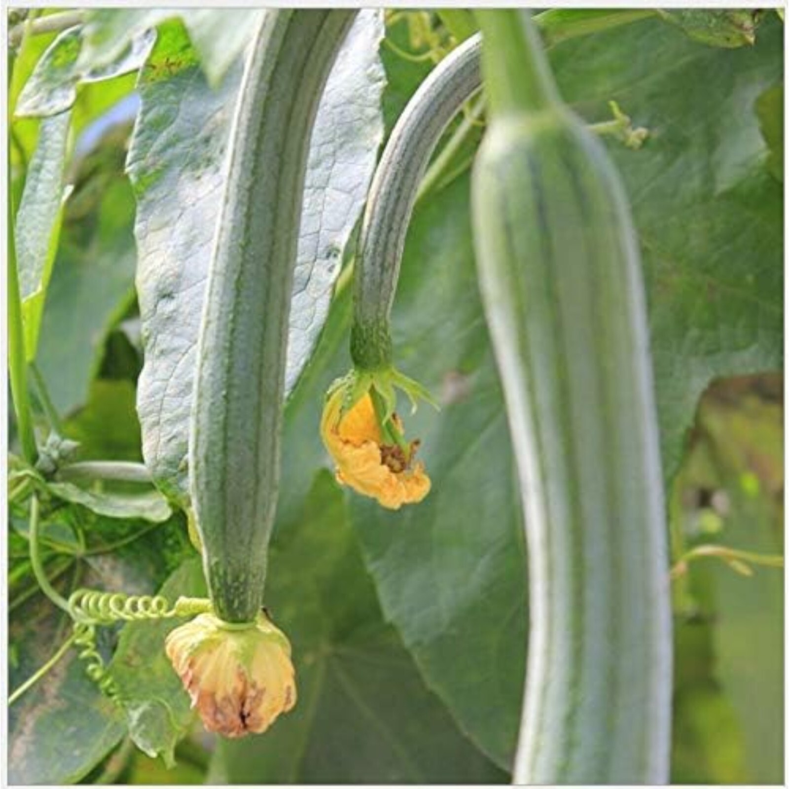 30pcs Super Long Luffa Gourd Seeds - Non-GMO, Loofah Sponge Gourd Seeds. gallery