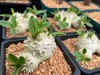 Succulent- Pachypodium brevicaule 3.5" gallery