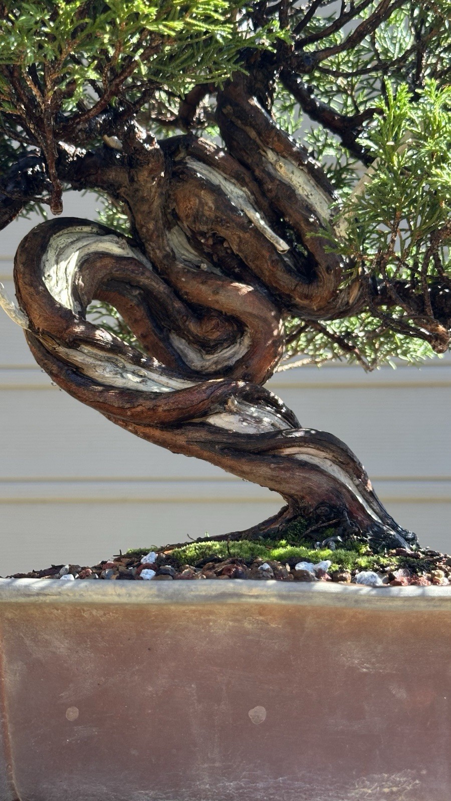 Shimpaku Juniper Twisted Trunk gallery
