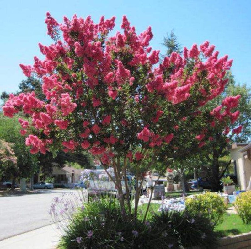 Cotton Candy Passion™ Crape Myrtle: Sweet and Vibrant Blooms gallery