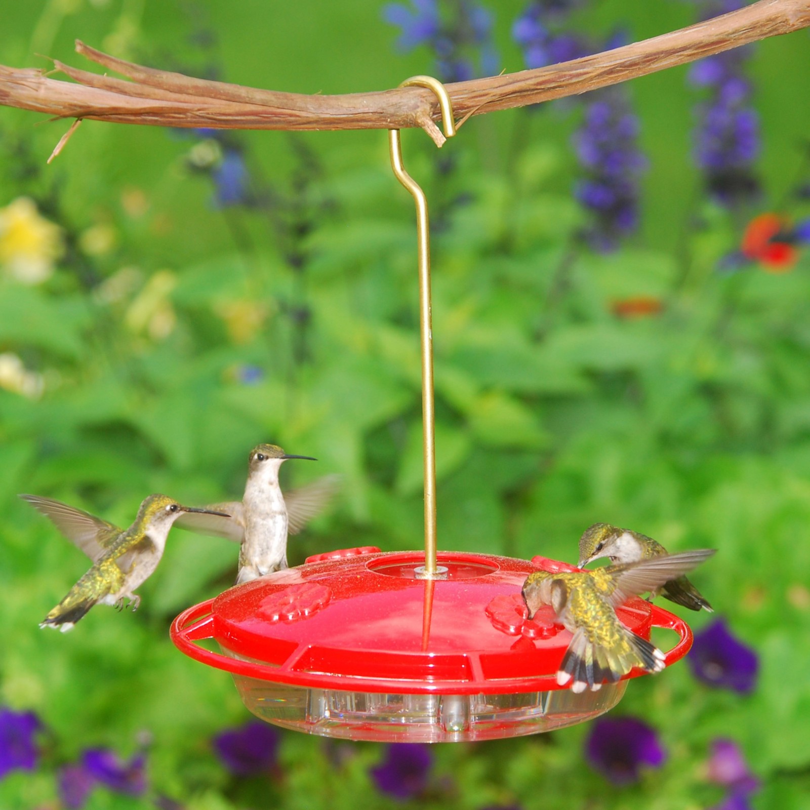 Aspects Hummzinger Ultra Hummingbird Feeder, 12-Ounce gallery