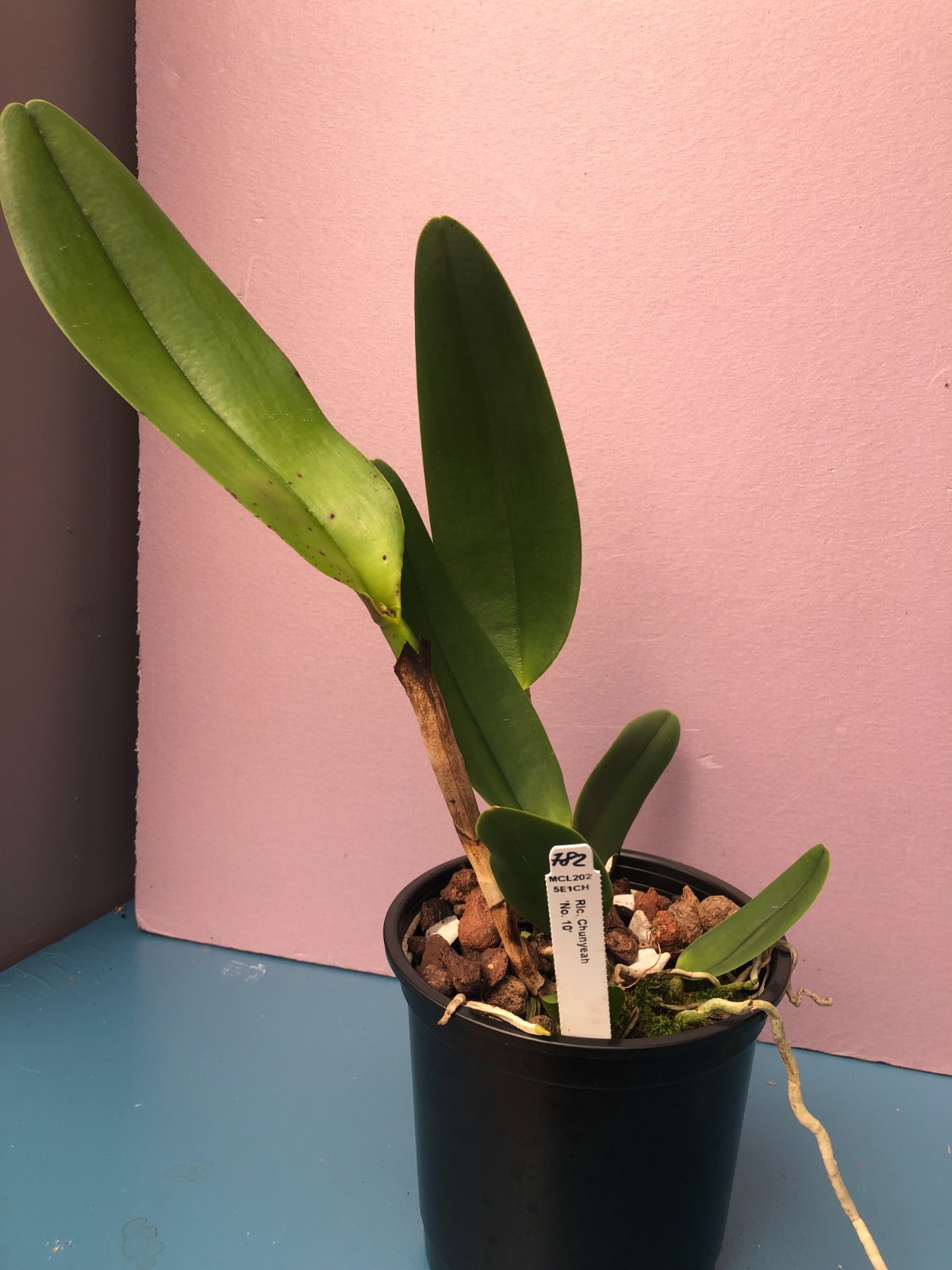 (782-1) Rlc.Chunyeah 'No 10" MS gallery
