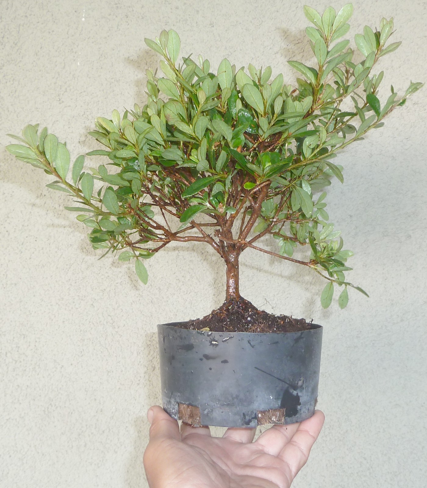 Satsuki Azalea Kinpai Pre Bonsai Dwarf Shohin Nice Trunk Flowers gallery
