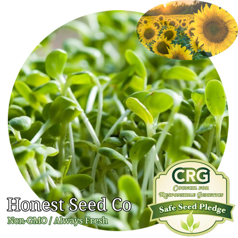 Bulk BLACK OIL SUNFLOWER Microgreen Seeds | Non-GMO Vegetable Seeds - Ships Free gallery