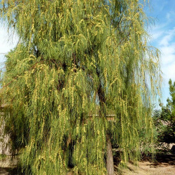 Acacia Stenophylla, Shoestring Wattle Willow, (25 Seeds), Drought Tolerant gallery