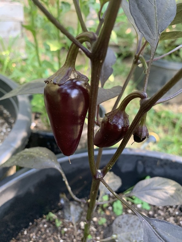 25+ Count Dracula Pepper Seeds 🇺🇸 USA Grown 🇺🇸 100% Organic! gallery