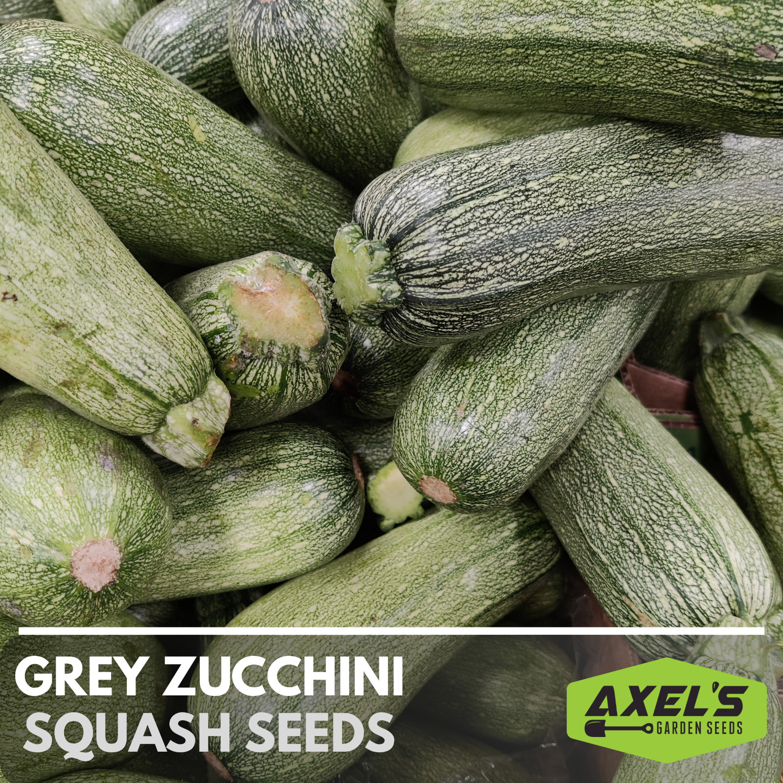 Summer Zucchini Squash Seeds | Heirloom & Non-GMO | Fresh Vegetable Seeds gallery