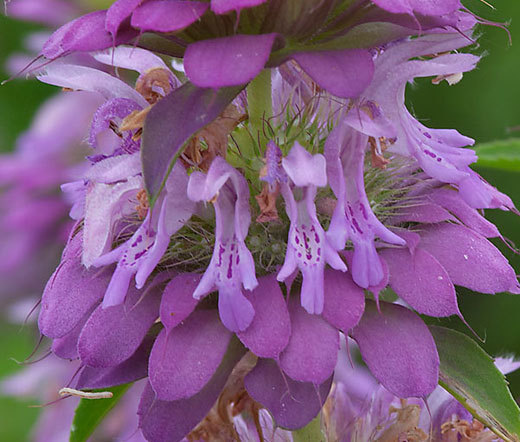 LEMON MINT BEE BALM Monarda Citriodora - 5,000 Bulk Seeds gallery