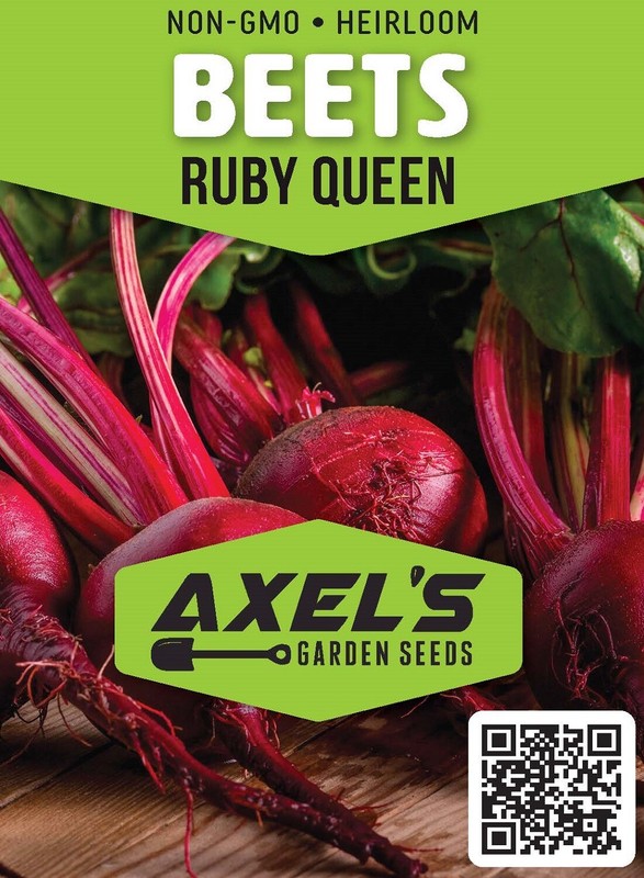 Ruby Queen Beet Seeds | Non-GMO | Heirloom | Fresh Garden Seeds gallery