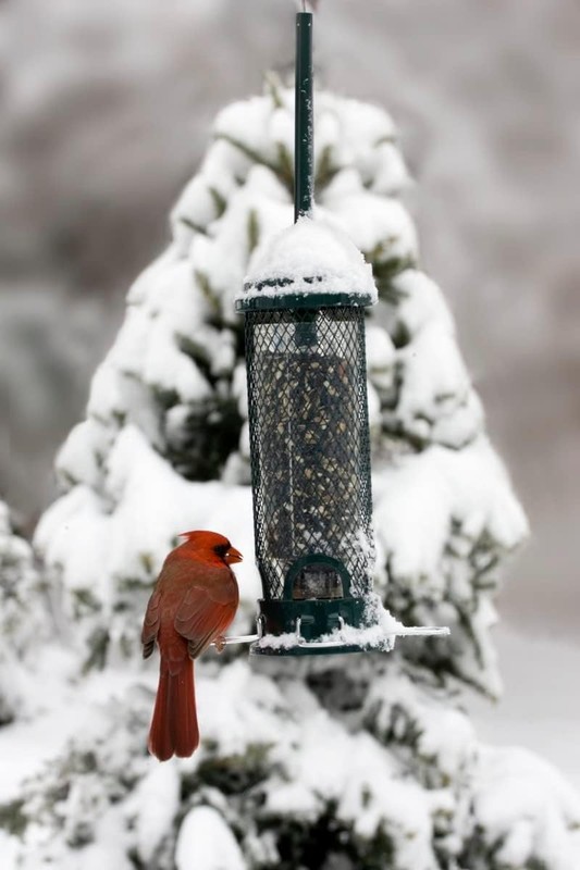 Squirrel Buster Mini Squirrel-Proof Bird Feeder for Wild Birds – 4 Metal Perc... gallery