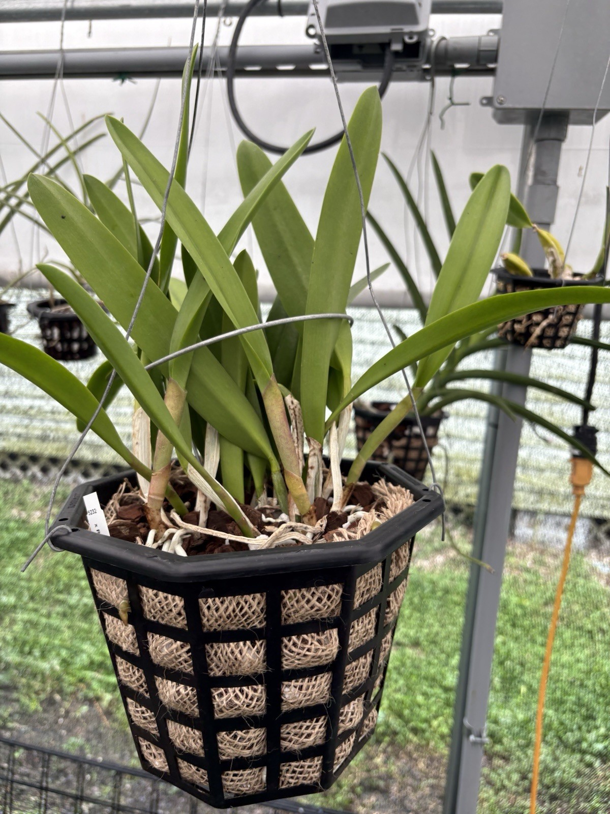 B. nodosa x Rlc. Donna Kimura - Cattleya Hybrid - 8” Basket gallery