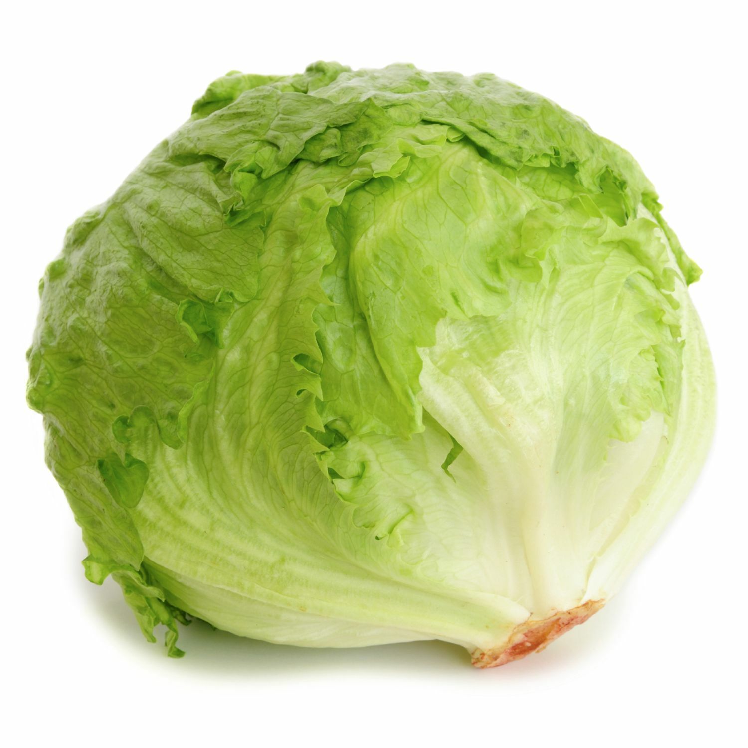 Iceberg Lettuce Seeds | Heirloom / Non-GMO | Free Shipping | Seed Store | 1104 gallery