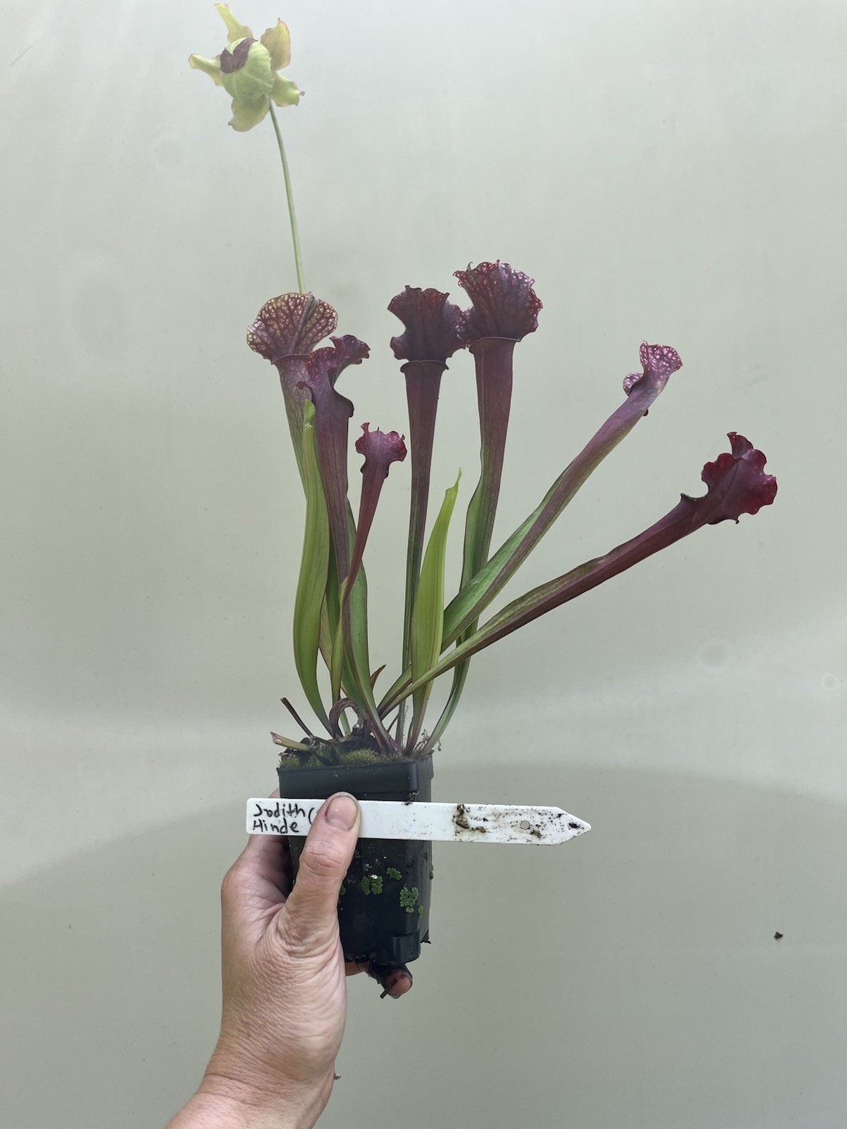 Sarracenia Judith Hindle Small Live Potted North American Pitcher Plant gallery