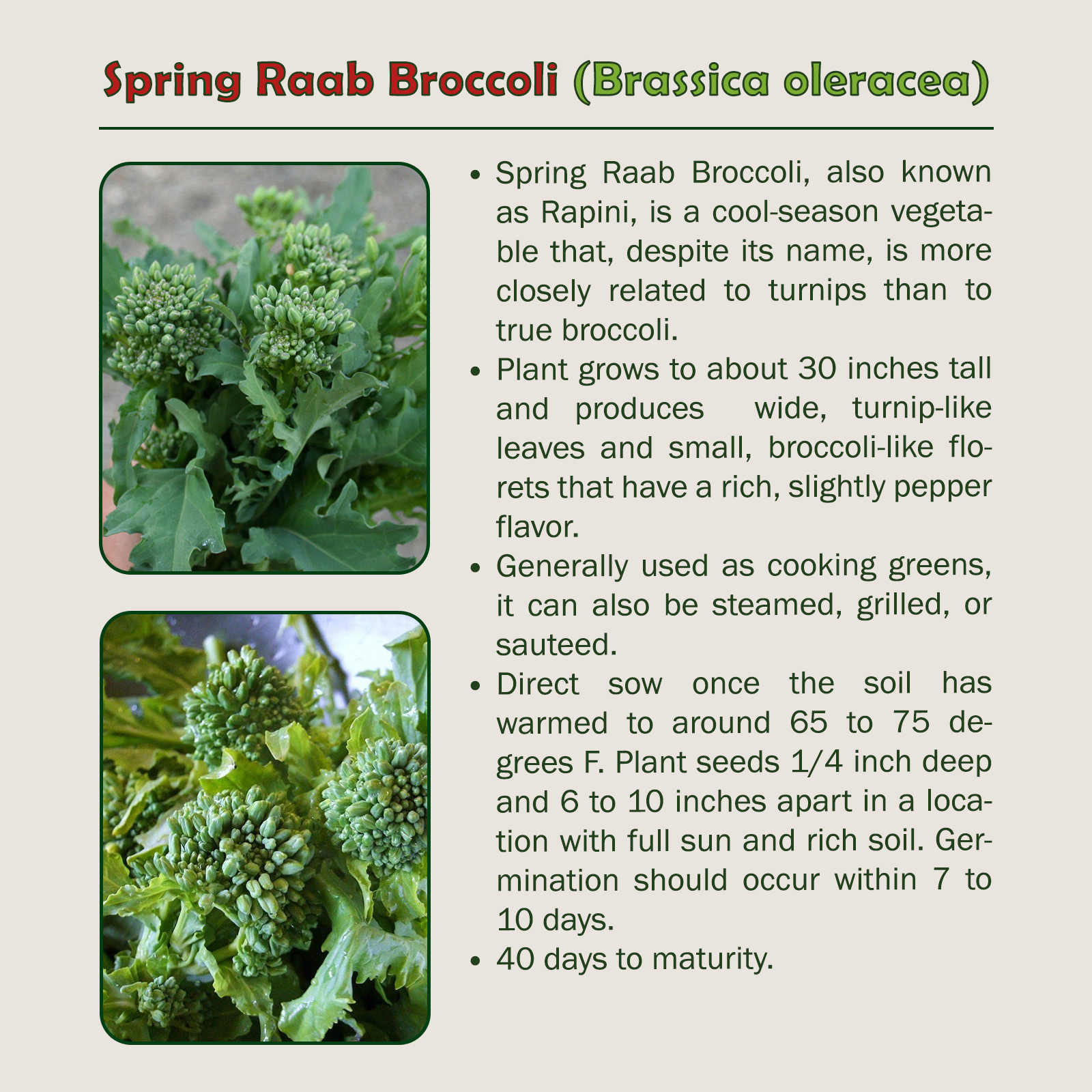 100 Spring Raab Broccoli Seeds, Brassica oleracea, Rapini, Genuine USA gallery