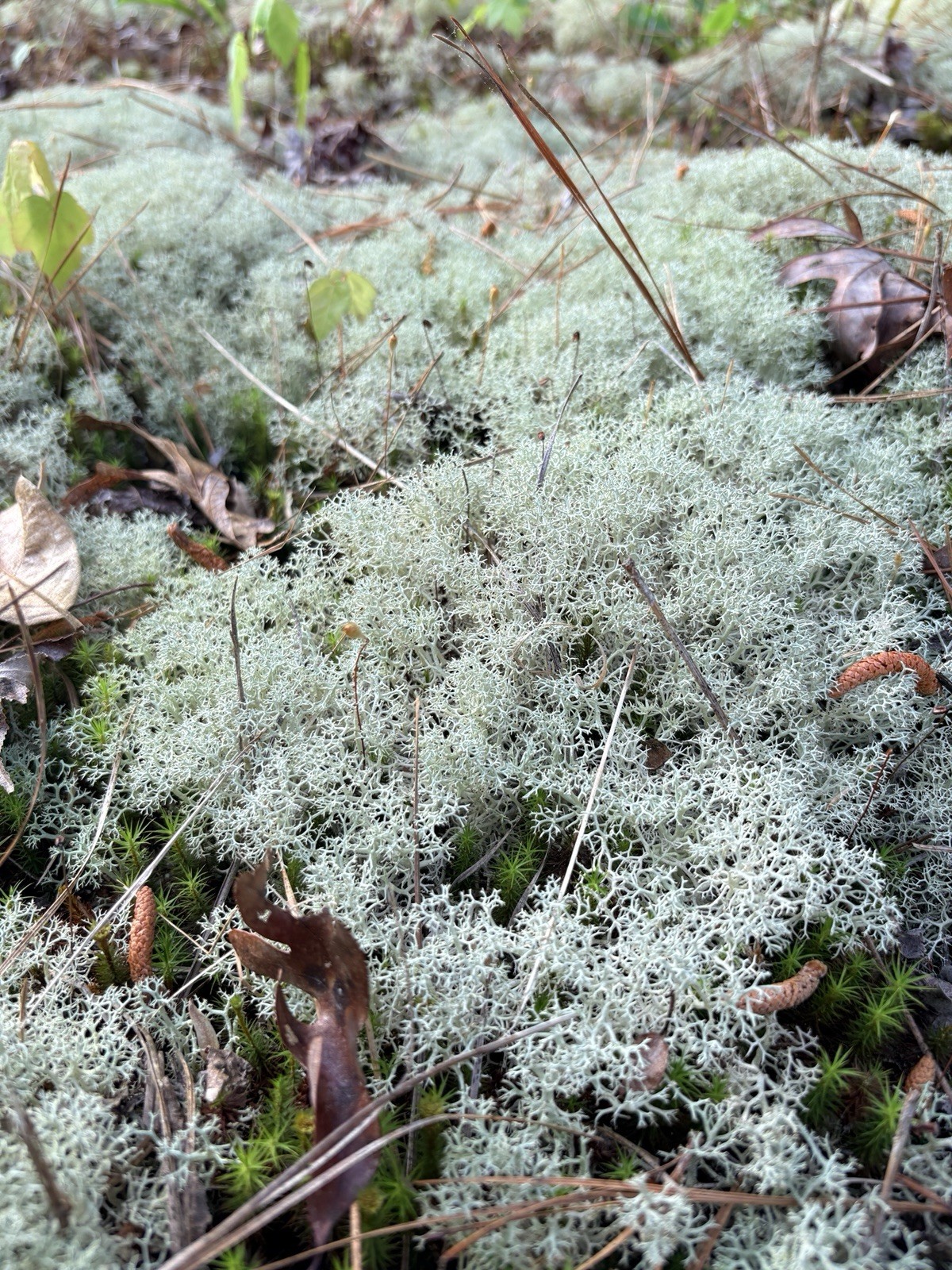Reindeer Moss Cladonia – Mat Forming Moss, Green Gray Ground Cover 1 Quart Bag gallery