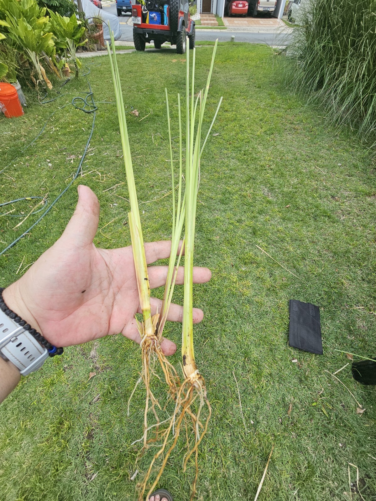 Vetiver live plant for EROSION CONTROL gallery