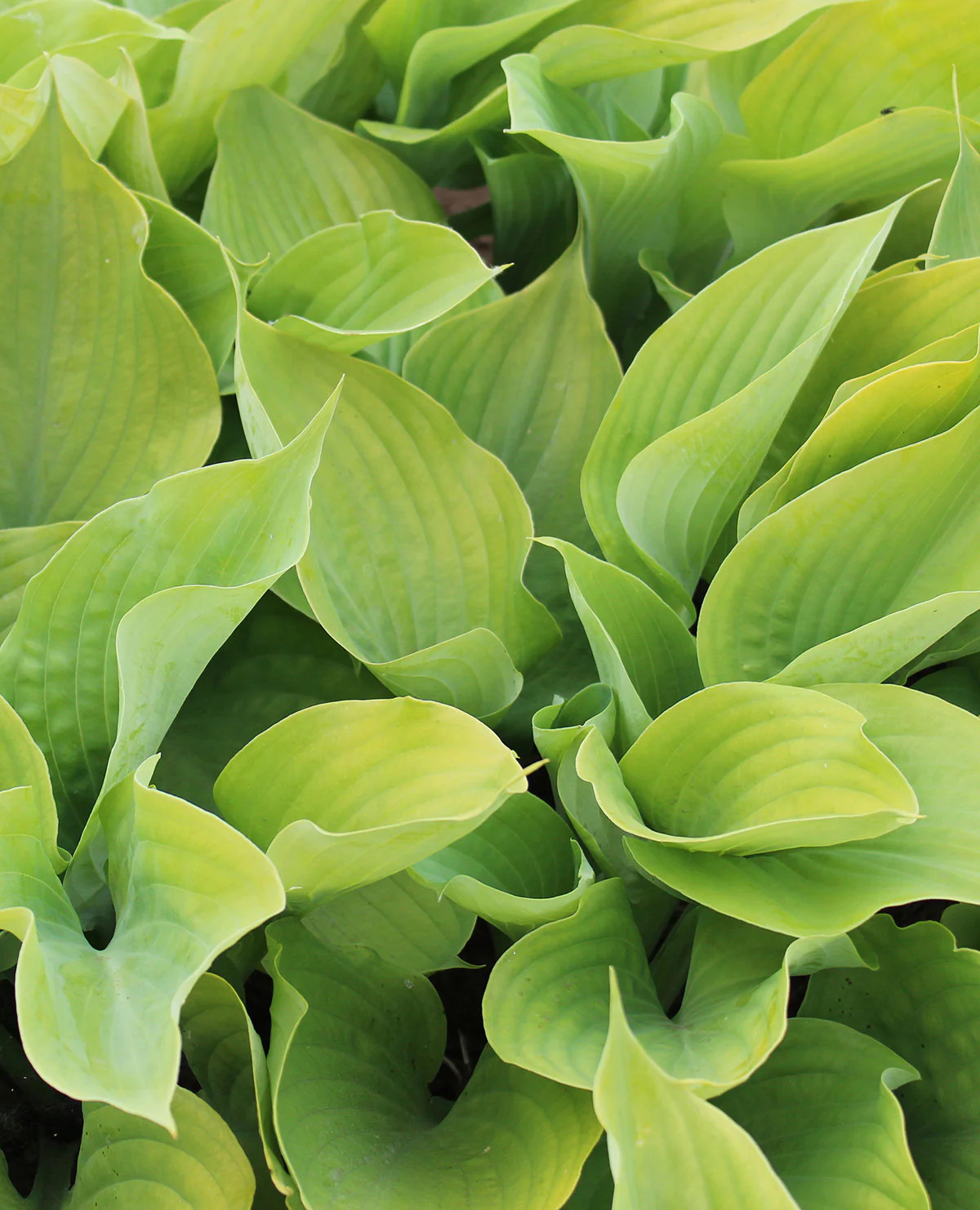 Sum & Substance Large Leaved Hosta - 3 root divisions gallery