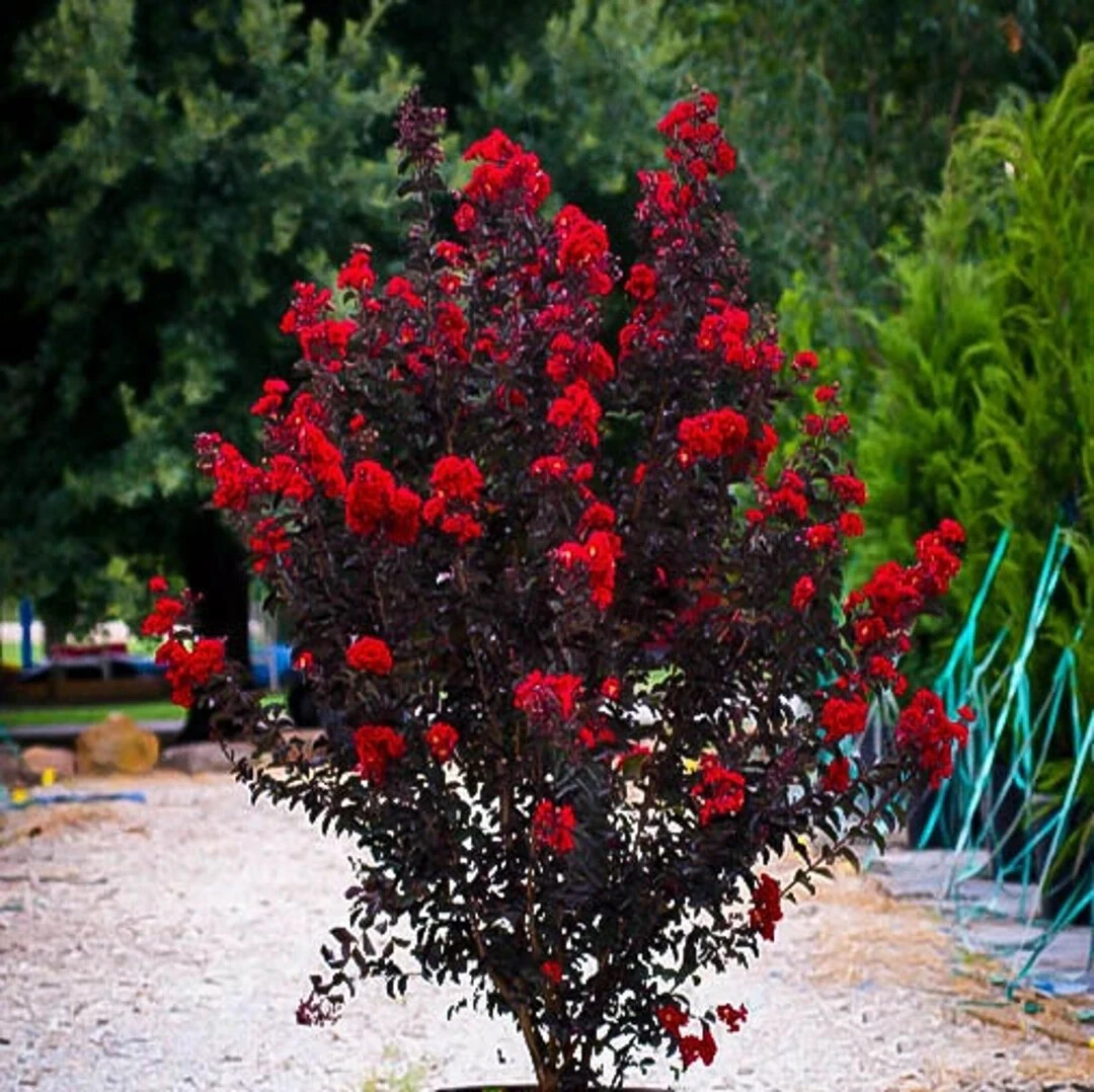 Ruby Thunderstruck Crape Myrtle Starter Lagerstroemia Rooted "STARTER" Plant gallery