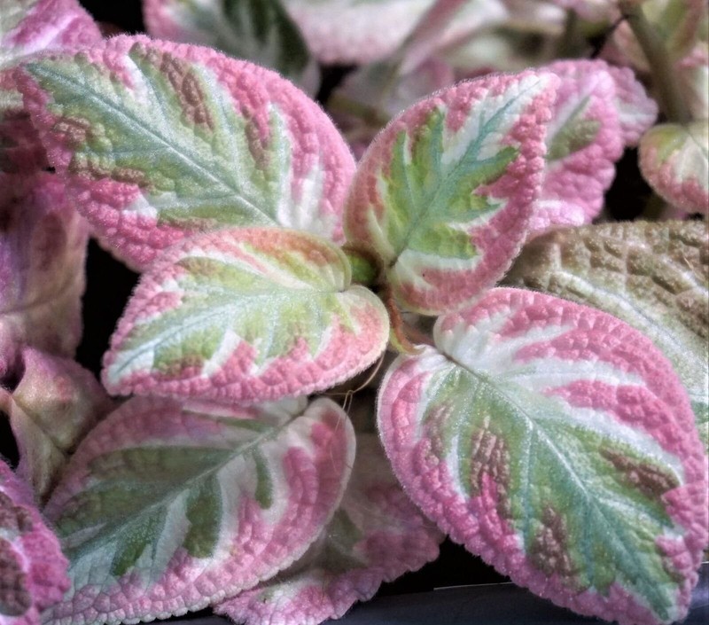 Pink Brocade Episcia - Live Starter Plant in a 2 Inch Pot - Extremely Rare... gallery
