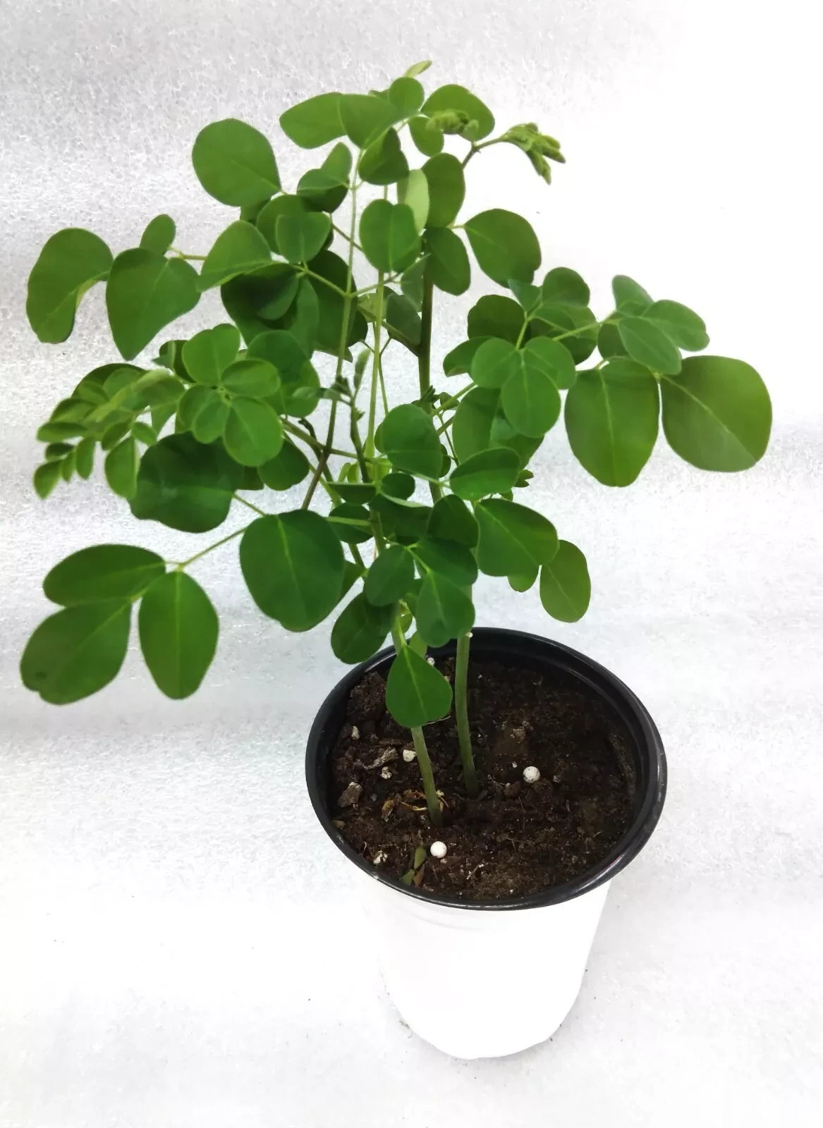 2 Live Moringa Tree Seedling 12 Inch+ Moringa Oleifera live Miracle Tree Plants gallery