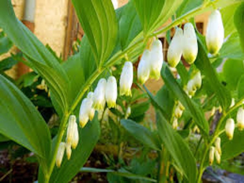 10 True Solomon Seal Polygonatum Biflorum Bare Root Perennial Wildflower gallery