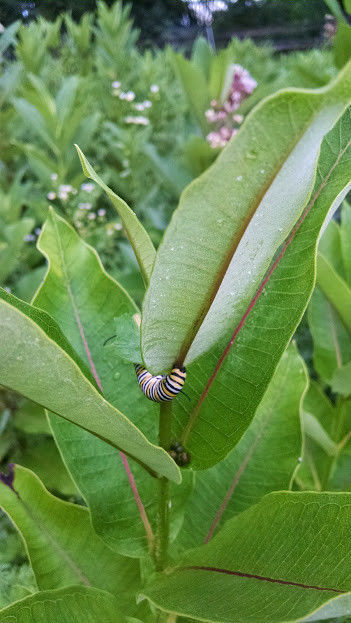 Common Milkweed Pollinator Seed Plot Strings, 9 Seed/Clay balls Per string gallery