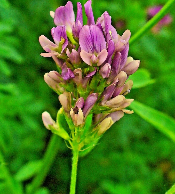 ALFALFA 150 SEEDS SPRING GARDEN MICROGREENS COVER CROP GREENS JUICING HEIRLOOM gallery