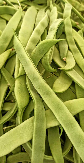 White Half Runner Bean (Pole) Seeds - For 2025 Planting Early Mountaineer Pole gallery
