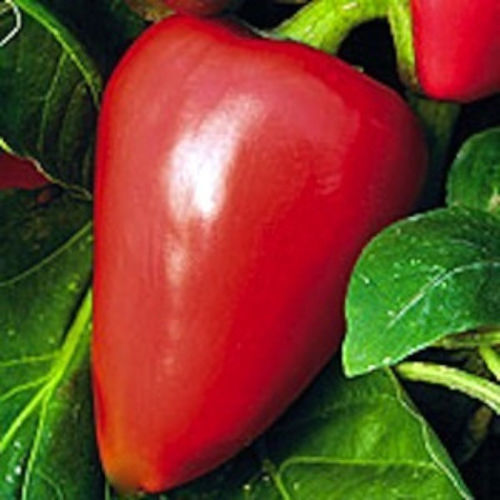 Pimento Sweet Pepper Seeds, NON-GMO, Heirloom, Variety Sizes, FREE SHIPPING gallery