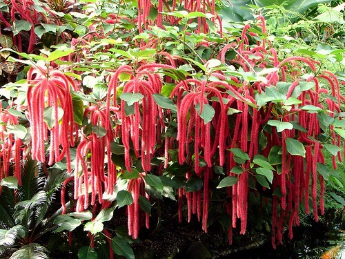 *GIANT CHENILLE*Acalypha Hispida*Starter Plant*Attracts Hummingbirds/Butterflies gallery