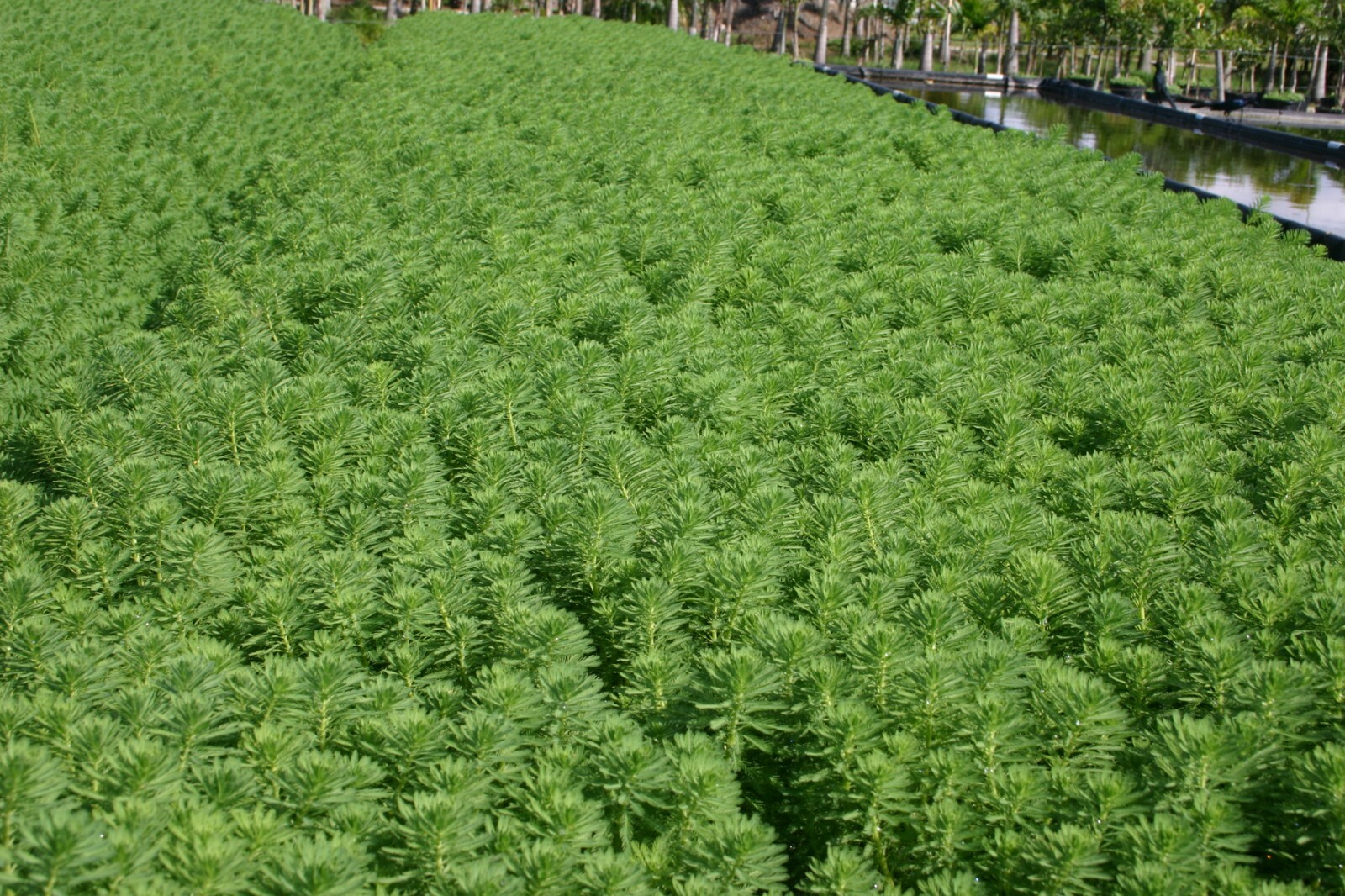 Live bunch Parrot's Feather Aquatic Surface Pond Plant - Buy 2 Get 1 Free gallery