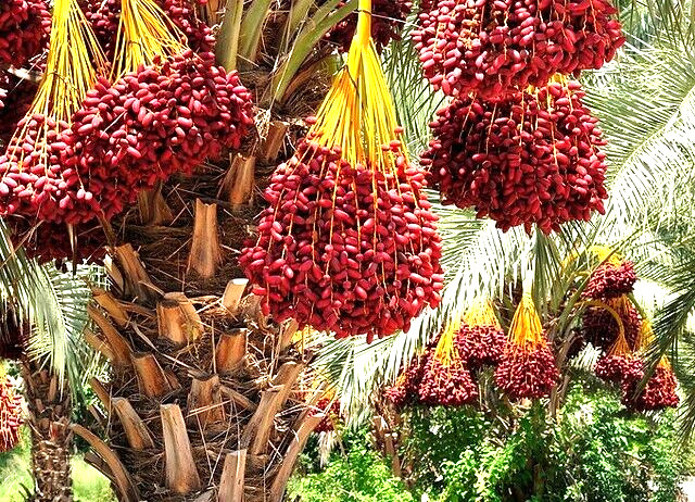 organic dates 500g | 1.102LB gallery