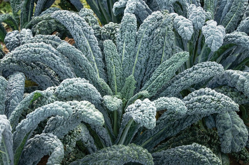 BLACK MAGIC KALE NON-GMO HEIRLOOM great for juicing and sauté! VERY NUTRITIOUS!! gallery