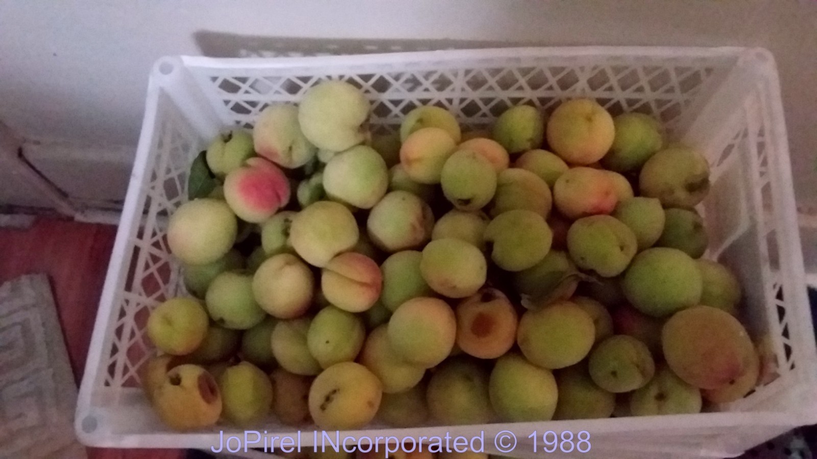 (5) Seeds from Live 15ft Elberta Peach Tree harvest 08/2025 save $$$ no tracking gallery