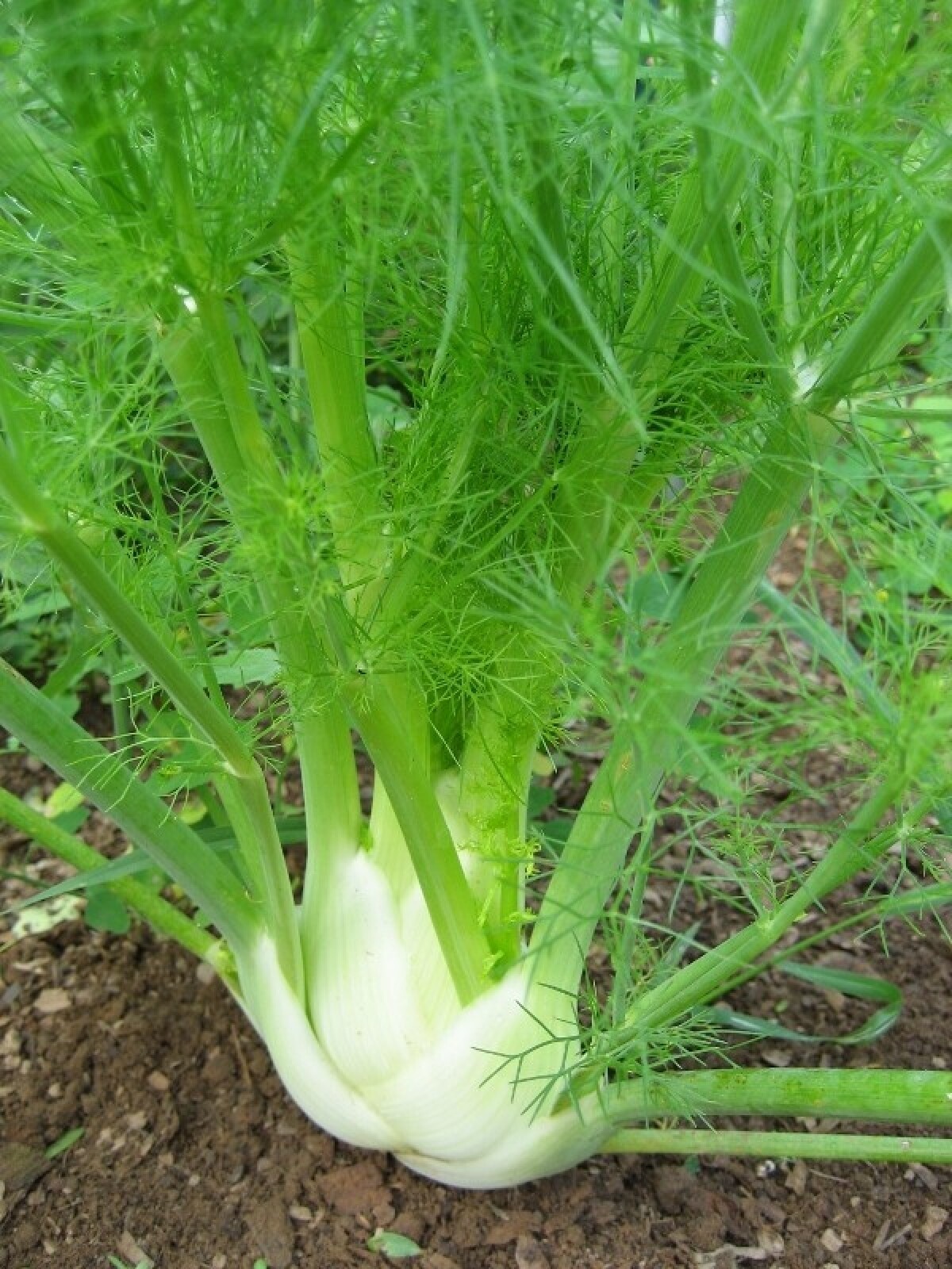 Florence Fennel Seeds 250+ Vegetable Salad Garden NON-GMO USA FREE SHIPPING gallery