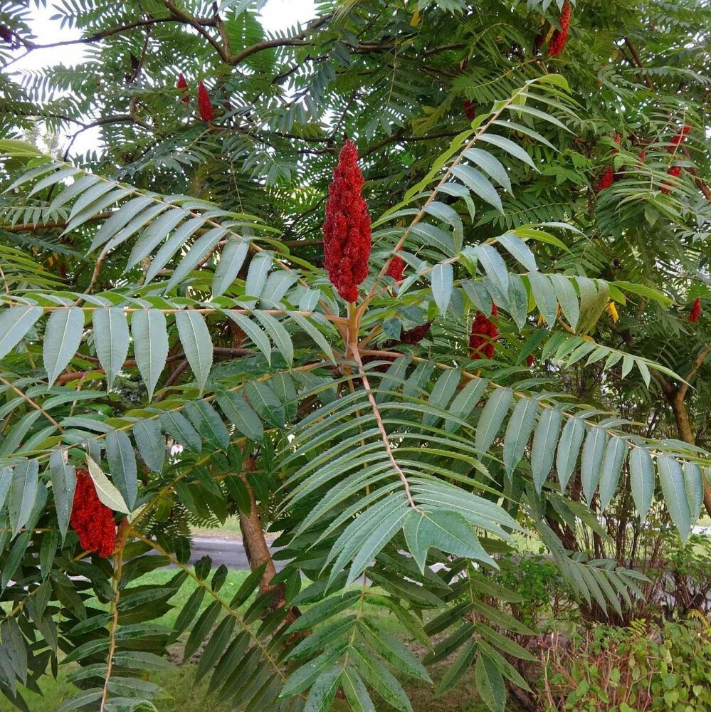 STAGHORN SUMAC Rhus Typhina - 30 SEEDS. FREE S&H gallery