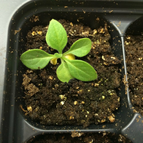 Pro-Mix HP Potting Mix Seed Germination Soilless Growing Media Mycorrhizae FAST gallery