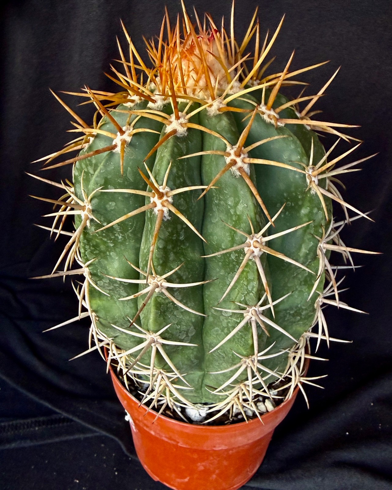 Melocactus panamensis, XL cactus plant gallery
