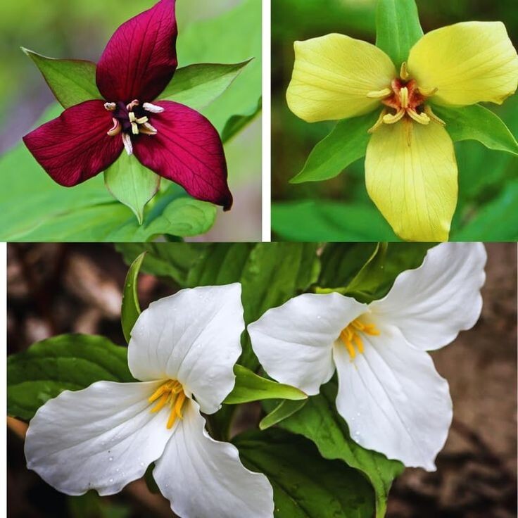 Trillium Mixed ( Trillium erect) | Bulbs gallery
