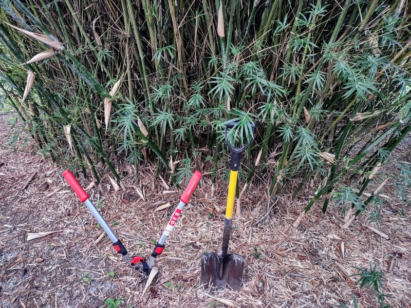 Bambusa multiplex - Green Hedge Clumping Bamboo - Start, One Rooted Cutting gallery