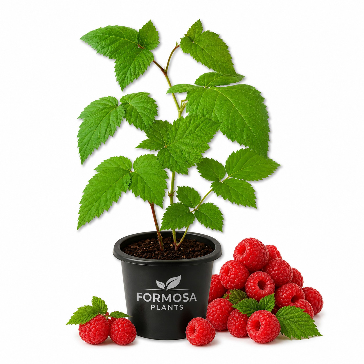Mysore Raspberry Bush - 1 Live Plant in a 2 Inch Pot - Edible Berry - Rubus gallery