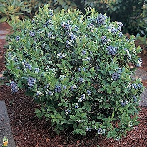 ( 1 ) - Premier Rabbiteye Blueberry - Starter Plant ( 4m ) ( 1 live plant ) gallery